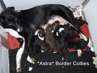 Lady with her ten border collie puppies